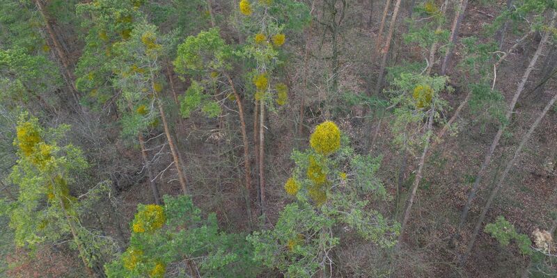 Kiefern sind hauptsächlich im Norden Bayerns verbreitet. - Foto: Daniel Löb/dpa