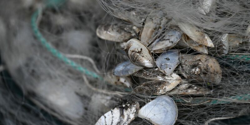 Ein Problem, mit dem mehrere Seen kämpfen: Die Quagga-Muschel vermehrt sich sehr schnell. - Foto: Felix Kästle/dpa