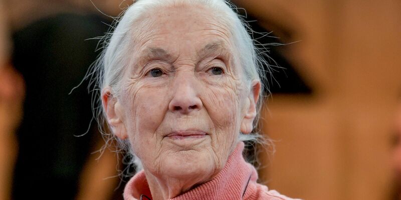 Primatenforscherin und Anthropologin Jane Goodall feiert ihren 90. Geburtstag. - Foto: Markus Schreiber/AP/dpa