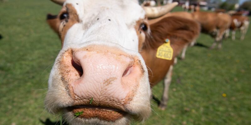 Immer mehr Höfe setzen auf ökologische Tierhaltung. - Foto: Sebastian Kahnert/dpa-Zentralbild/dpa