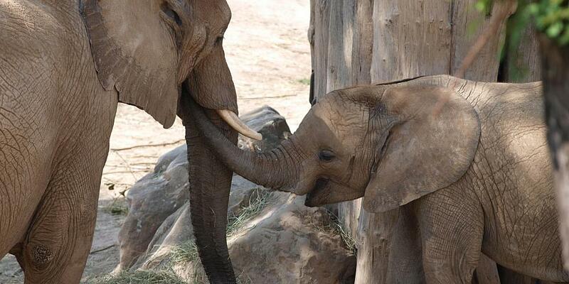 Elefanten (Archiv) - Foto: über dts Nachrichtenagentur