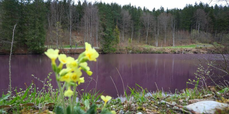 Lila gefärbt ist das Wasser des Gipsbruchweihers. Grund für die Farbe sind Bakterien, die in dem schwefelhaltigem Wasser blühen. - Foto: Karl-Josef Hildenbrand/dpa