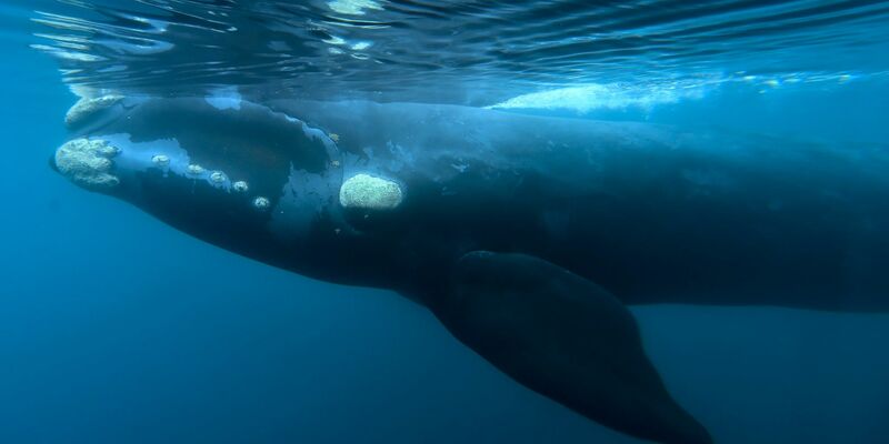 Indigene Völker im Südpazifik haben eine besondere Verbindung zu Walen. - Foto: Maxi Jonas/AP/dpa