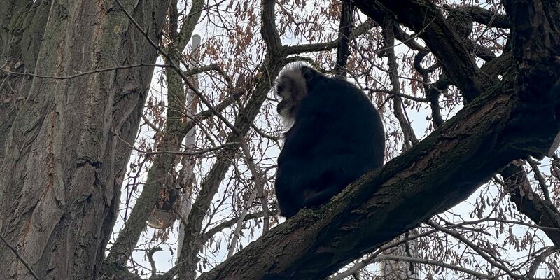 Der aus dem Zoo Leipzig gestohlene Bartaffe Ruma wurde wiedergefunden. - Foto: Zoo Leipzig/dpa
