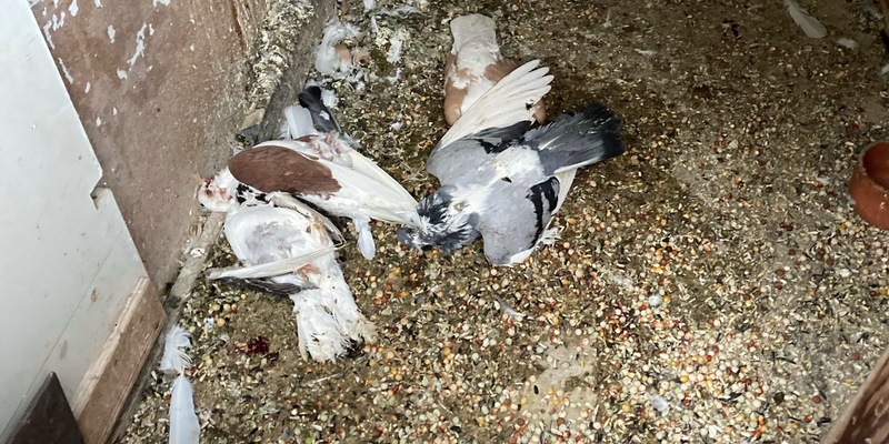 POL-NI: Wer kennt diese Tauben? - Foto: presseportal.de