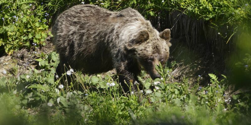 Ein Braunbär ist im Tal Zadné Me?odoly in Tatranská Javorina unterwegs. (Archivbild) - Foto: Milan Kapusta/tasr/dpa
