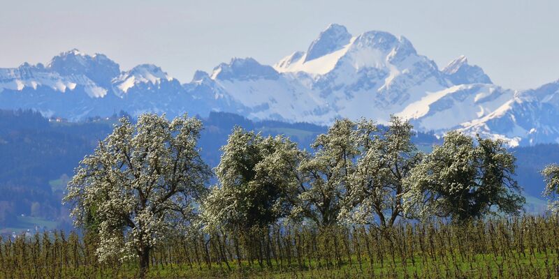 Blühende Obstbäume stehen hinter einer Plantage vor den schneebedeckten Bergen im bayrischen Lindau. - Foto: Karl-Josef Hildenbrand/dpa