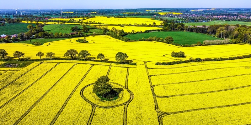 Rapsblüte 2024 / Ein Symbol für Vielfalt und Nachhaltigkeit in der Landwirtschaft - Foto: presseportal.de