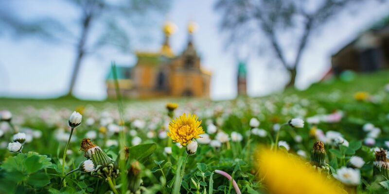Gänseblümchen und Löwenzahn auf einer Wiese vor der russische Kapelle auf der Mathildenhöhe in Darmstadt. - Foto: Andreas Arnold/dpa