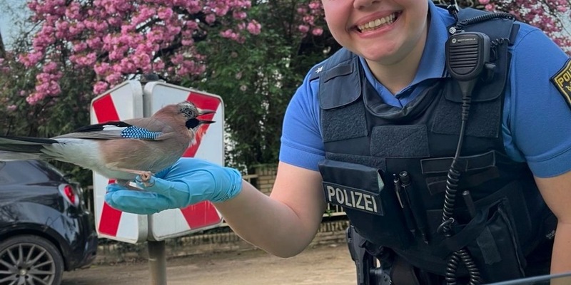 POL-DA: Darmstadt: Orientierungsloser Eichelhäher ruft Polizei auf den Plan - Foto: presseportal.de