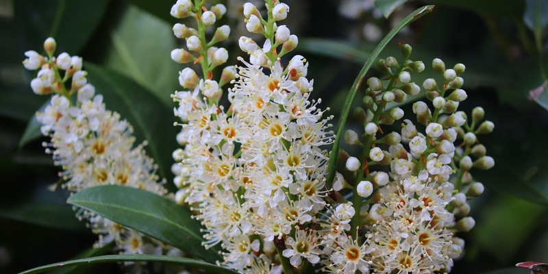Bund deutscher Baumschulen (BdB) e.V.: Der Kirschlorbeer ist besser als sein Ruf - Foto: presseportal.de