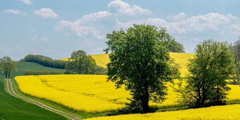 Rapsblüte 2024 / Start der Rapsblüte 2024 - Foto: presseportal.de