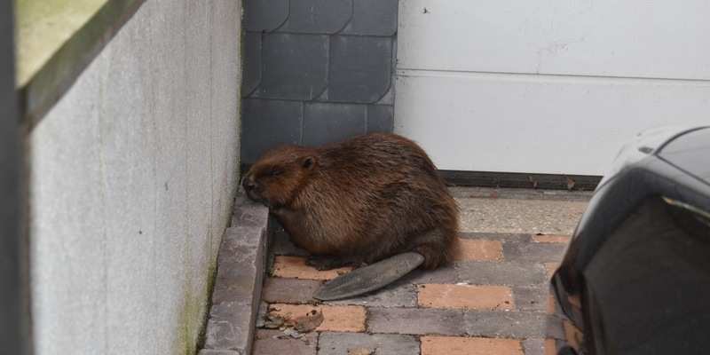 POL-HI: SARSTEDT (kla) Biber im Stadtgebiet unterwegs - Foto: presseportal.de