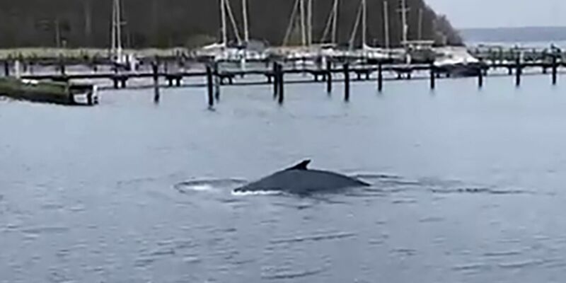 Vor einigen Tagen ist in der Flensburger Förde ein Buckelwal gesichtet worden. - Foto: Jan Philip Leon/dpa