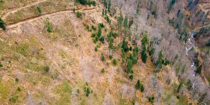 Die Umweltschutzorganisation Greenpeace wirft Ikea vor, an der Abholzung von Wäldern in Rumänien beteiligt zu sein. - Foto: -/Greenpeace CEE - Rumänien/dpa