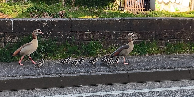 POL-PDPS: Die abenteuerliche Reise der Familie Nilgans - Foto: presseportal.de