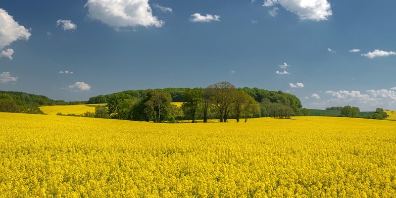 Rapsblüte 2024 / Gelb blühendes Bienenparadies - Foto: presseportal.de