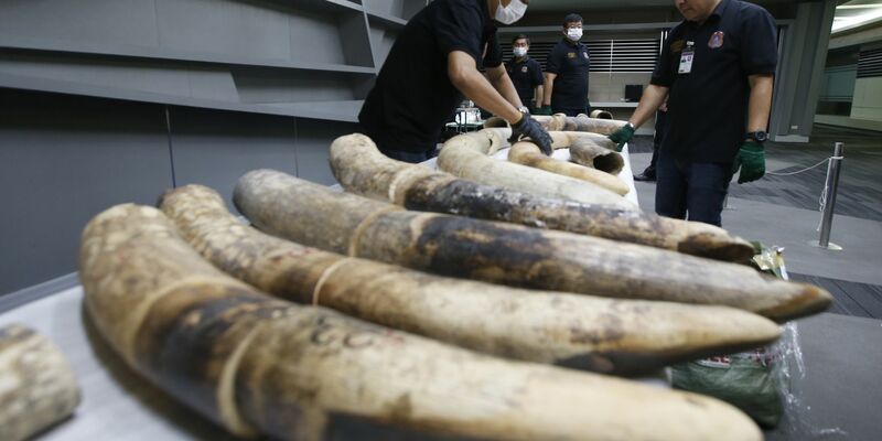 Thailändische Zollbeamte in Bangkok mit geschmuggelten und beschlagnahmten Elefantenstoßzähnen aus Nigeria. - Foto: Sakchai Lalit/AP/dpa