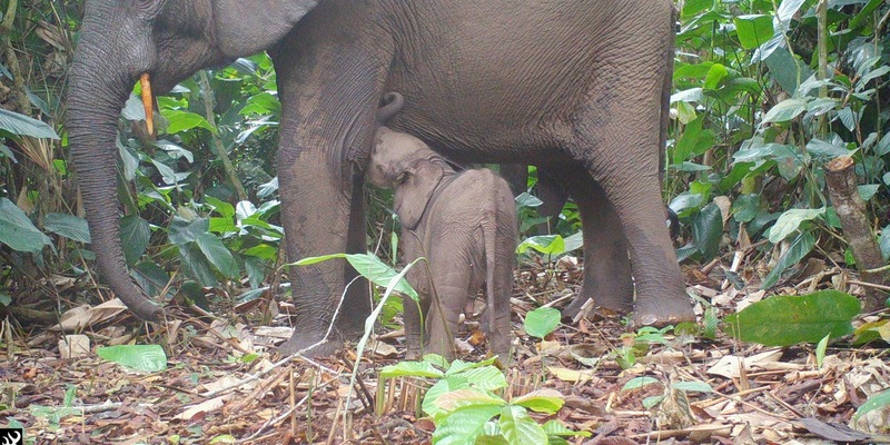 Neue Studie belegt: FSC-Standard erhält die Artenvielfalt in tropischen Wäldern - Foto: presseportal.de