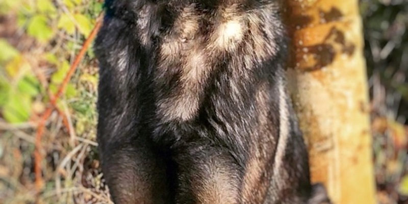 HZA-K: Zoll: Zwei Nächte, vier Spürnasen und 218 Kilogramm Marihuana/Drogen für fast 5,5 Millionen Euro in Paketen auf dem Weg aus den USA in die Niederlande - Foto: presseportal.de