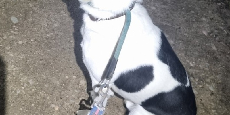 POL-FR: Hartheim: Mischlingsrüde auf Parkplatz ausgesetzt - Zeugensuche - Foto: presseportal.de