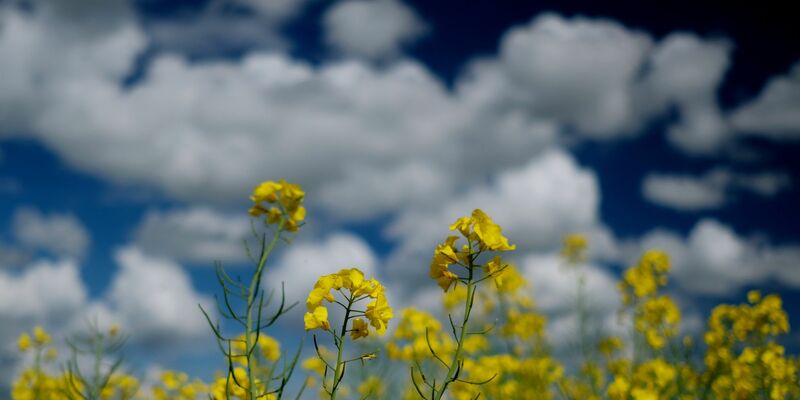 Raps blüht auf einem Feld in Nordsachsen. - Foto: Sebastian Willnow/dpa-Zentralbild/dpa
