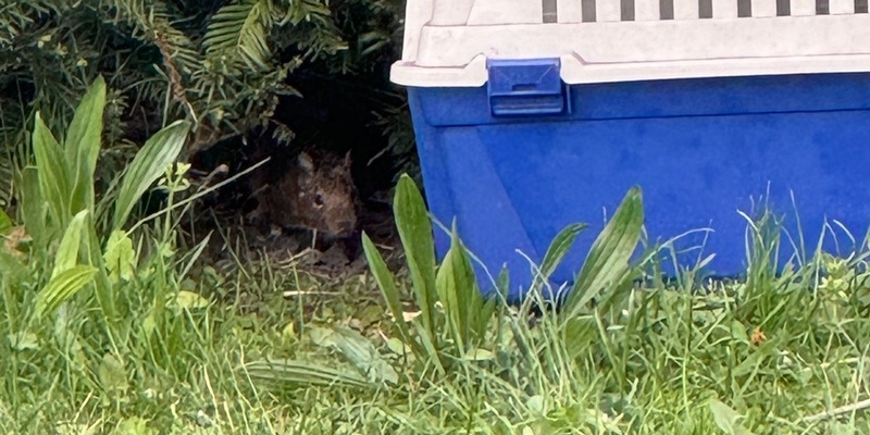 POL-GI: Gießen: Flüchtiges Degu gefasst - Foto: presseportal.de