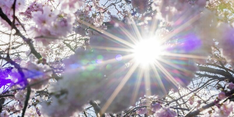 Sonnenstrahlen scheinen durch Blüten der Winterkirsche (Higankirsche): In den nächsten Tagen droht eine intensive UV-Strahlung. - Foto: Thomas Banneyer/dpa