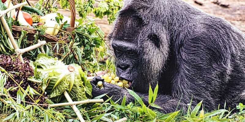Gorilla Fatou feiert ihren 67. Geburtstag im Zoo Berlin. - Foto: Paul Zinken/dpa