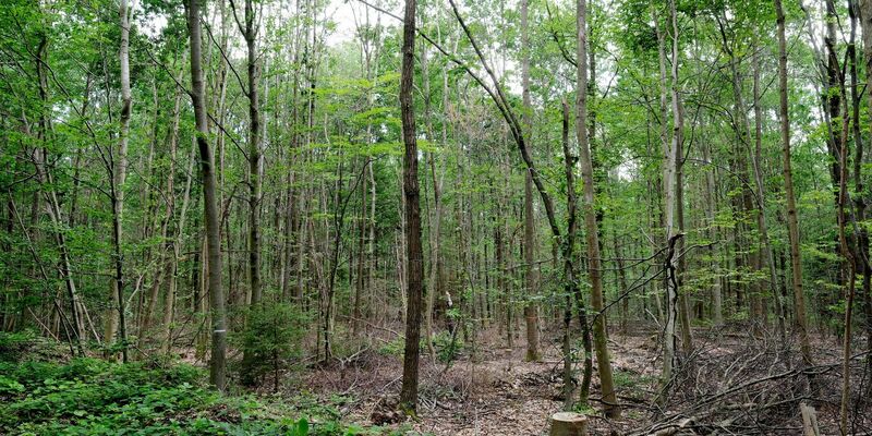 «Wir müssen die anfälligen, naturfernen Waldbestände zu naturnahen, klimafesten Mischwäldern entwickeln.» - Foto: Sebastian Willnow/dpa