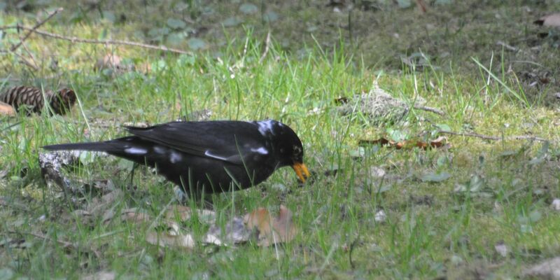 Hier ist ein sogenannter «Amsel-Weißling», eine Amsel mit weißen Flecken, zu sehen. Farbanomalien kommen weltweit und bei vielen Vogelarten vor, vor allem die schwarz gefärbten Arten fallen auf. - Foto: Stefan Bosch/NABU-Landesverband Baden-Württemberg /dpa