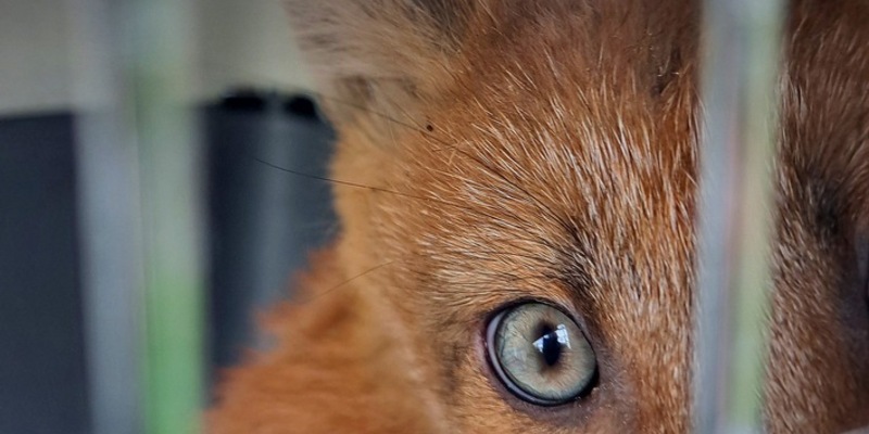 FW-M: Füchse auf Abwegen (Obersendling) - Foto: presseportal.de