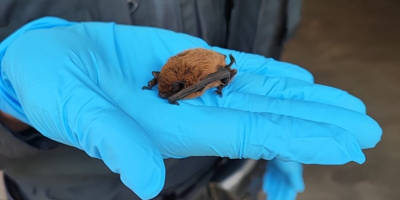 POL-NI: Fledermaus gerettet - Foto: presseportal.de