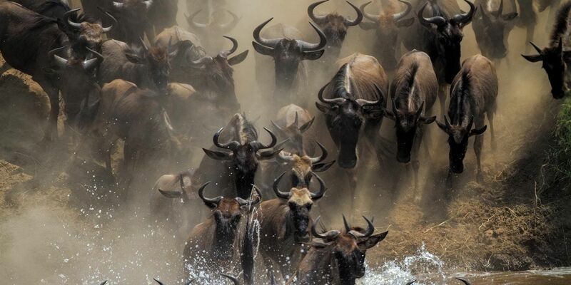 Es ist die einzige verbleibende große Gnu-Wanderung: Jedes Jahr wandern mehr als eine Million Gnus in der ostafrikanischen Savanne zwischen der tansanischen Serengeti und der Masai Mara in Kenia. - Foto: Mogens Trolle/ University of Copenhagen via EurekAlert/dpa