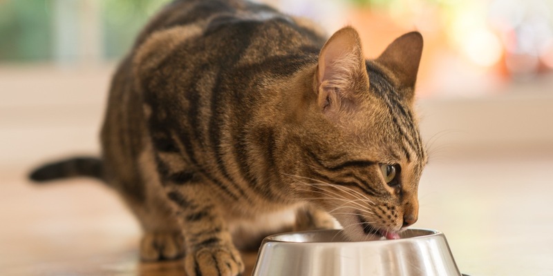 Der Deutsche Heimtiermarkt 2023: Tierhalter gaben mehr als sieben Milliarden Euro aus - Heimtierpopulation stabil - Foto: presseportal.de
