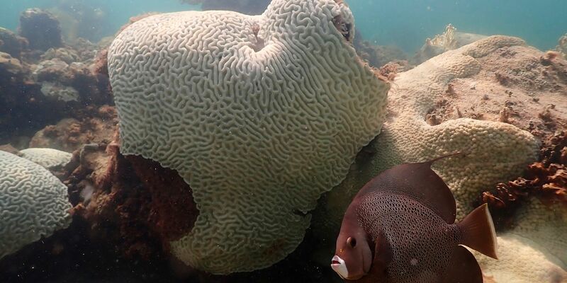 Korallen, die Anzeichen von Bleiche zeigen, bei Cheeca Rocks vor der Küste von Florida. - Foto: Andrew Ibarra/NOAA/AP/dpa