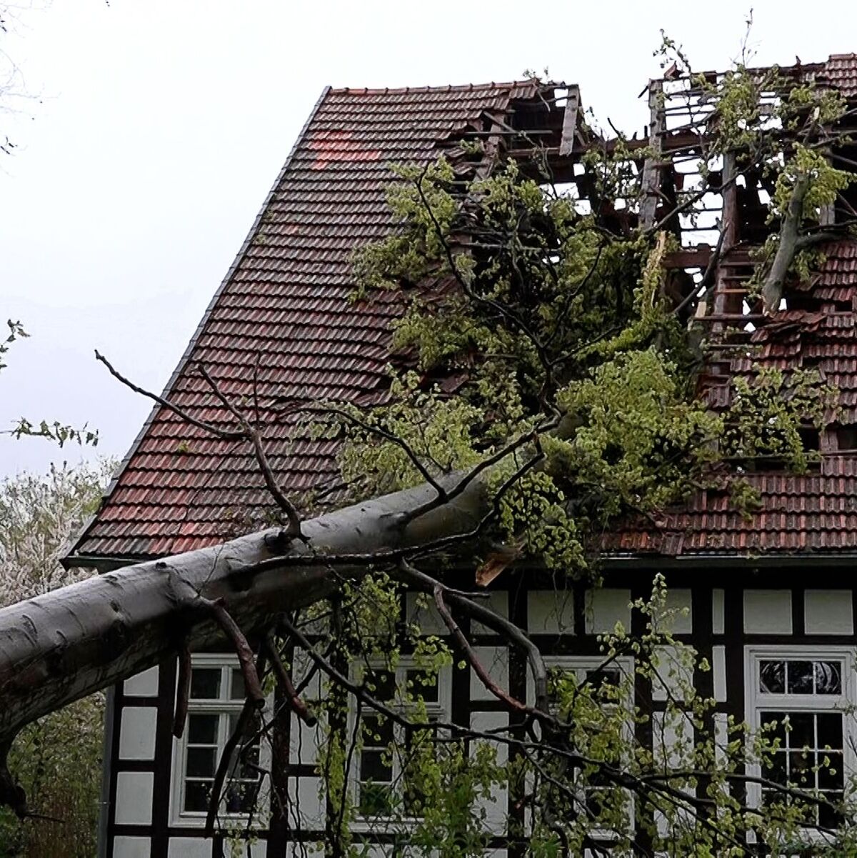 Ein Baum hat im Kreis Steinfurt (Nordrhein-Westfalen) infolge des Sturms das Dach eines Fachwerkhauses schwer beschädigt. - Foto: Michel Fritzemeier/tv7news/dpa
