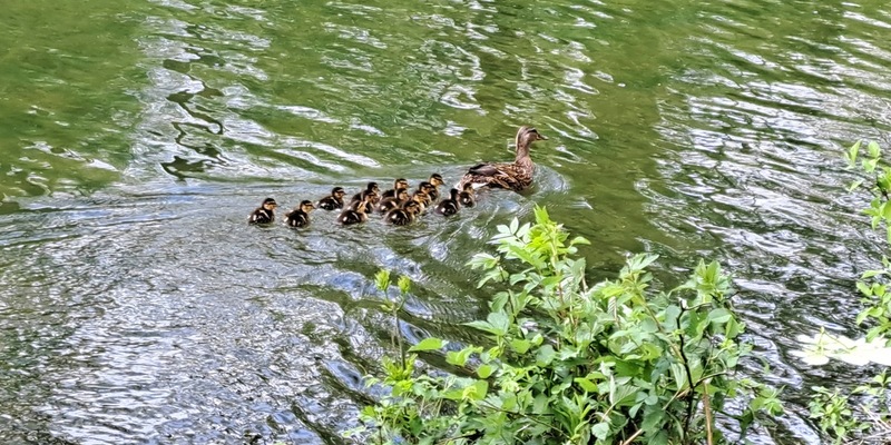 FW-M: Entenfamilie erfolgreich umgezogen (Obersendling) - Foto: presseportal.de