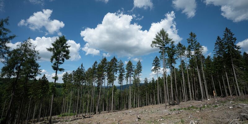 Trockene Bäume liegen in einer kahlen Stelle im Wald. Die Weltwirtschaft droht einer Studie zufolge durch Klimafolgen stark zu schrumpfen. - Foto: Sebastian Gollnow/dpa