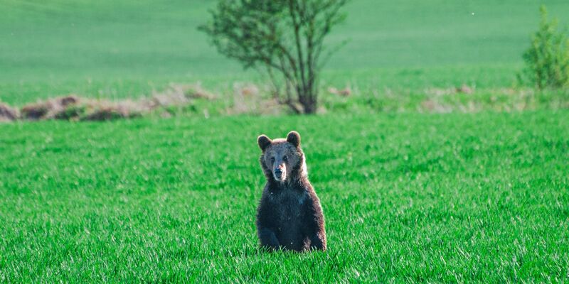 In den vergangenen Wochen wurden in der Slowakei mehrere Menschen bei unfreiwilligen Begegnungen mit Braunbären verletzt. - Foto: Jaroslav Slastan/Staatlicher Naturschutz der Slowakei/dpa
