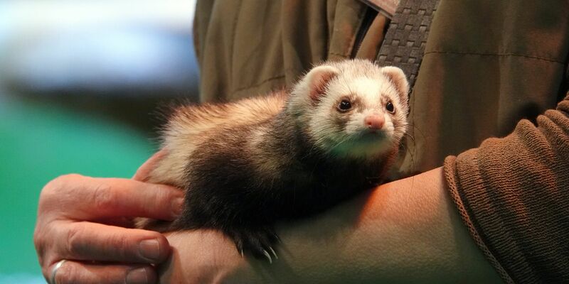 Bei dem Einbruch in eine Umweltschule wurden auch Frettchen gestohlen (Symbolbild). - Foto: Ann-Marie Utz/dpa