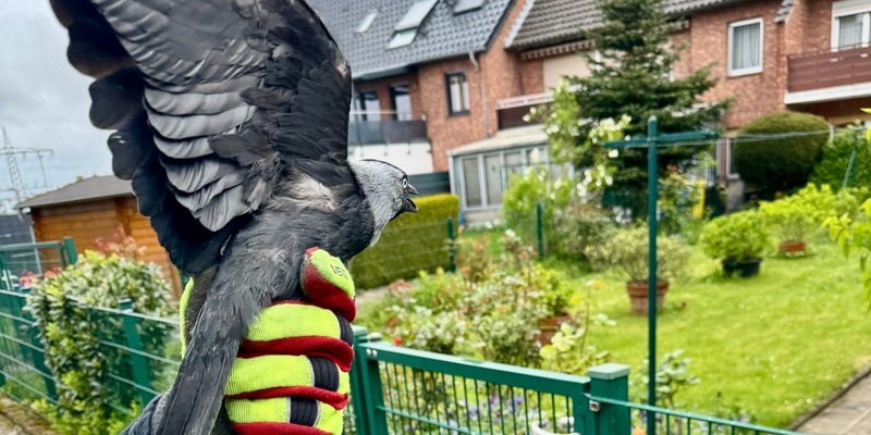 FFW Schwalmtal: Feuerwehr befreit Dohle aus Netz - Foto: presseportal.de