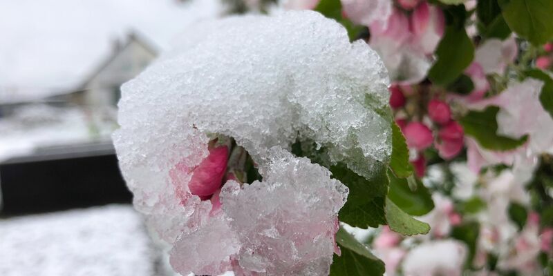 Der April macht, was er will: Die Blüten eines Apfelbaums sind mit Schnee bedeckt. - Foto: David Hutzler/dpa