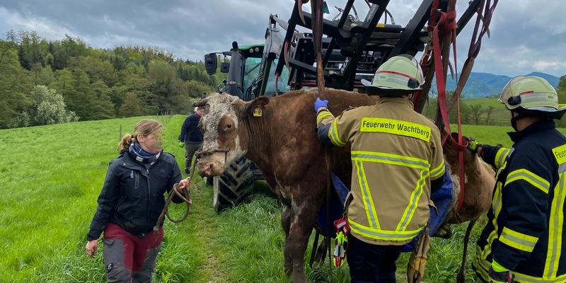 FW Wachtberg: Eingesunkene Kuh bei Wachtberg-Ließem - Foto: presseportal.de