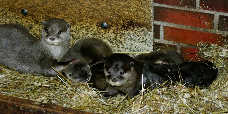 Das Zwergotter-Paar Jacky und Emil mit seinem Nachwuchs im Tierpark Neumünster. - Foto: Verena Kaspari/Tierpark Neumünster/dpa