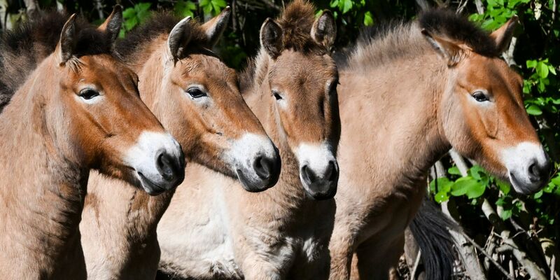 Die Przewalski-Pferde im Tierpark Berlin. Die Tiere sind nach ihrem Entdecker, dem russischen Forscher Nikolaj Przewalski, benannt. - Foto: Jens Kalaene/dpa