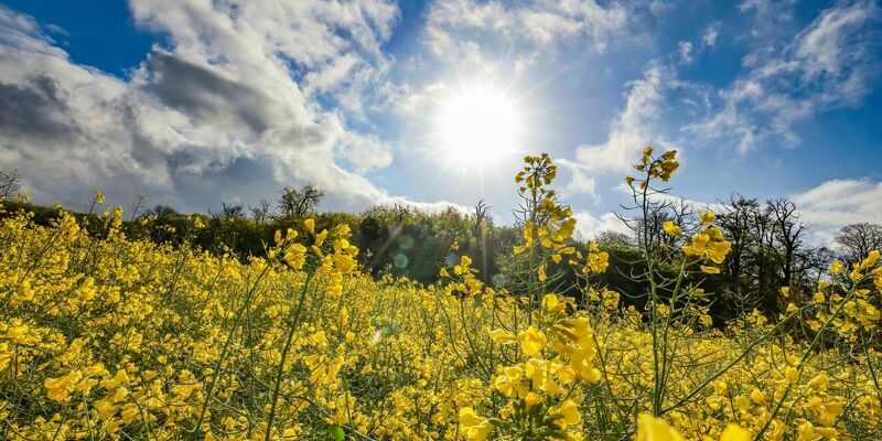 Ein Rapsfeld leuchtet gelb im Sonnenschein. - Foto: Christoph Reichwein/dpa