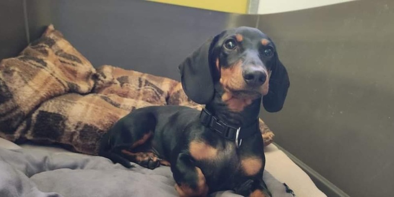 LPI-G: Welpe ausgesetzt - Foto: presseportal.de