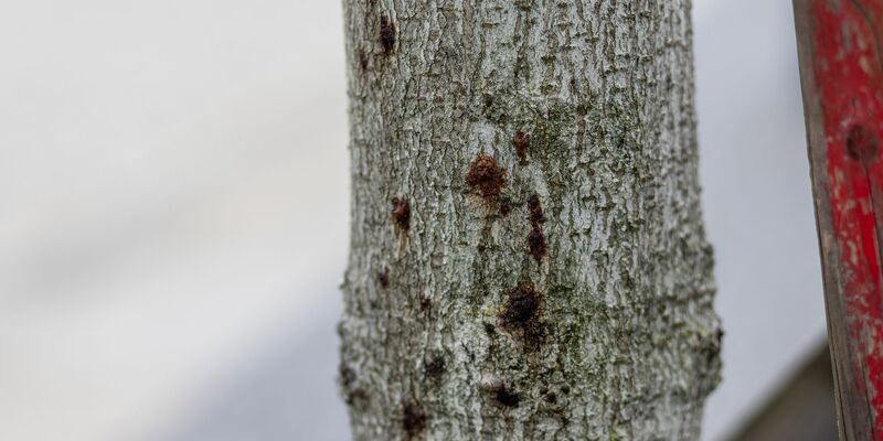 Ein erkrankter Baum ist in der Innenstadt von Freiburg zu sehen. Aufgrund extremer werdender Klimabedingungen sind Bäume immer mehr biotischen und abiotischen Stressfaktoren ausgesetzt und dadurch anfällig für Schaderreger. - Foto: Philipp von Ditfurth/dpa