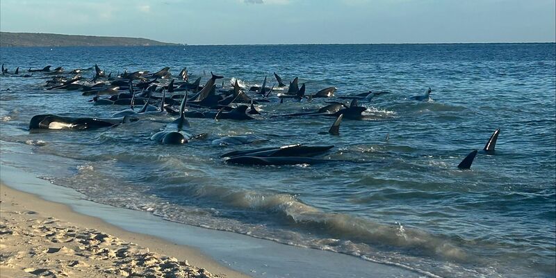 Massenstrandung von Walen in Toby's Inlet in Westaustralien. - Foto: Supplied/PARKS AND WILDLIFE WESTERN AUSTRALIA/AAP/dpa